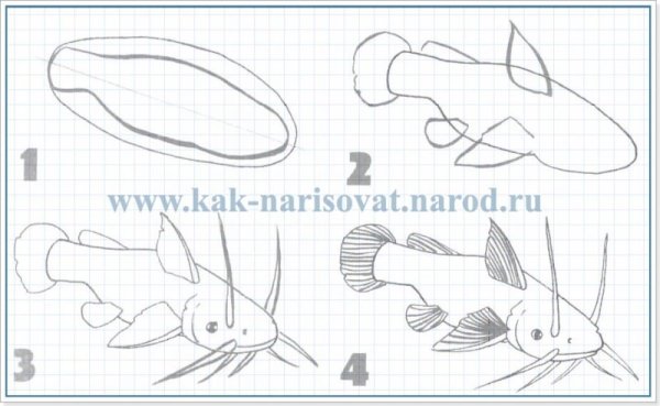 Сом поэтапное рисование