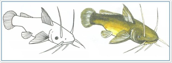 Сом поэтапное рисование