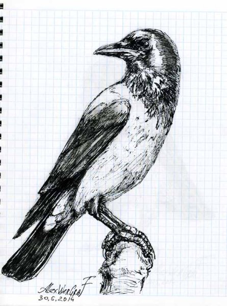 Ворон рисунок карандашом