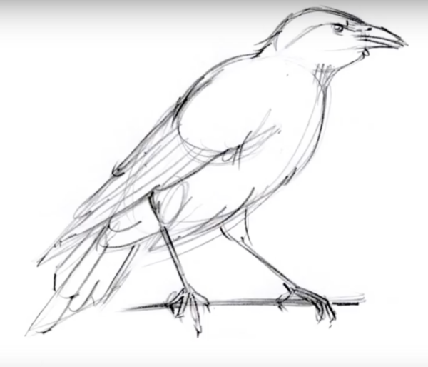 Ворон рисунок карандашом