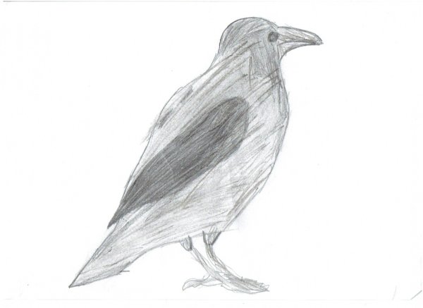 Рисунок вороны карандашом
