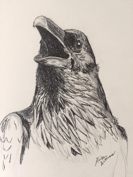 Ворона рисунок карандашом