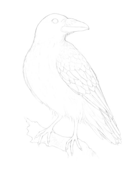 Ворона рисунок для срисовки k