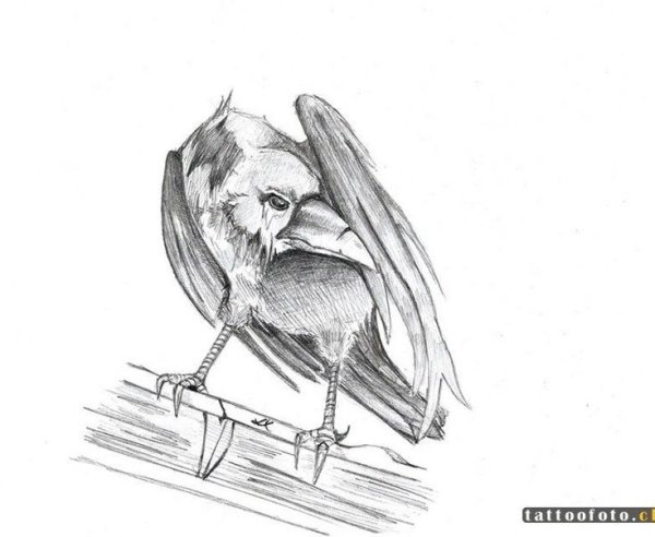 Ворон для срисовки легкие