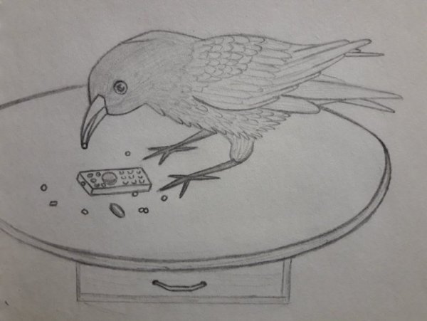 Ворона рисунок карандашом