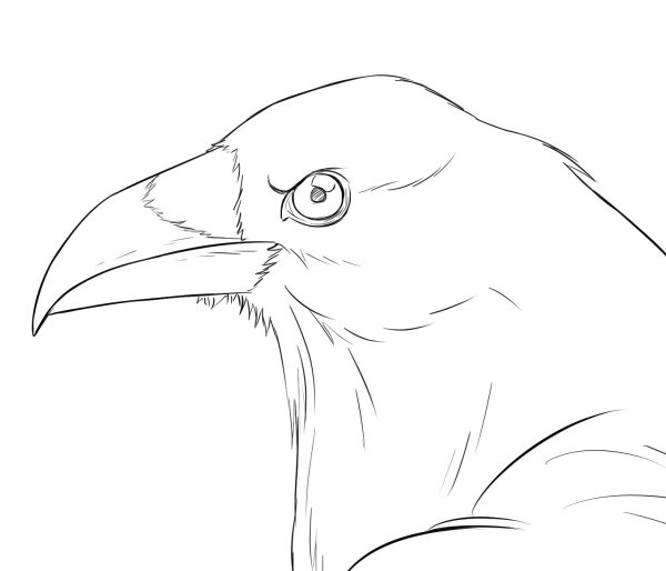 Эскизы птиц для рисования