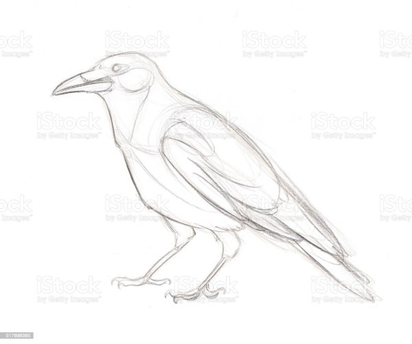 Как нарисовать ворону поэтапно