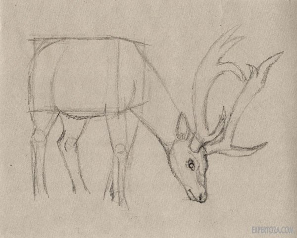 Анималистический рисунок легкий