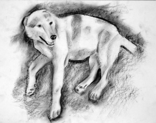 Анималистические зарисовки