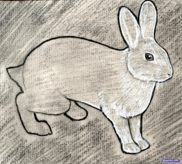 Анималистический рисунок