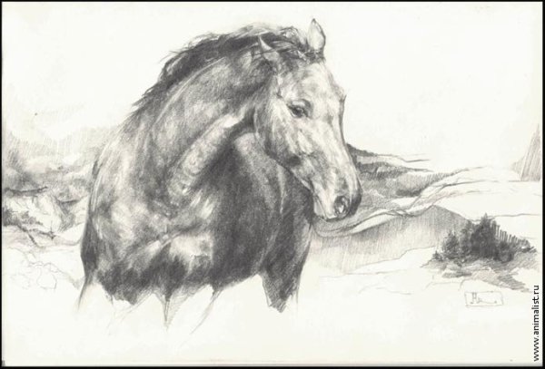 Анималистический Жанр карандашом