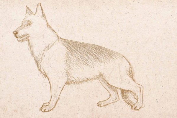 Анималистика рисунки лёгкие