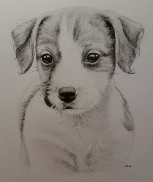 Анималистический Жанр карандашом