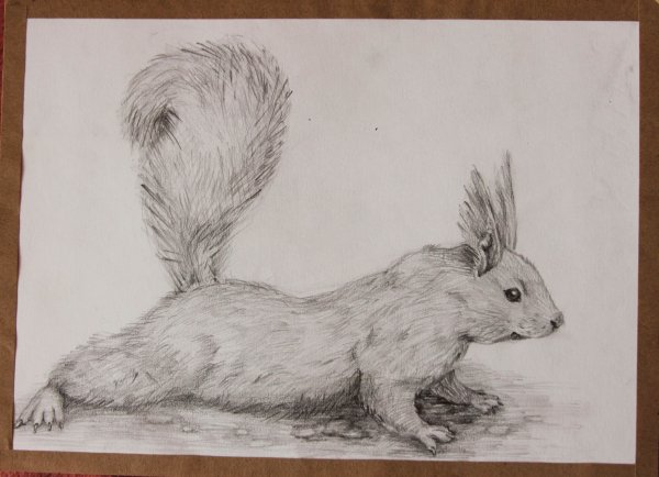 Анималистический Жанр рисунки карандашом