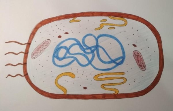 Биология нарисовать бактерию