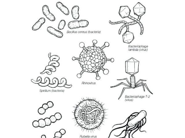 Вирус гриппа рисунок