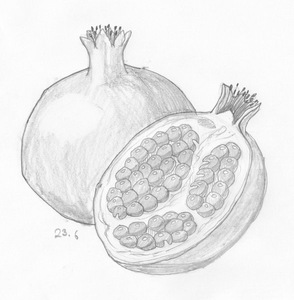 Рисунок фруктов карандашом