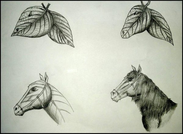 Трансформация рисунок