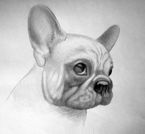 Бульдог карандашом