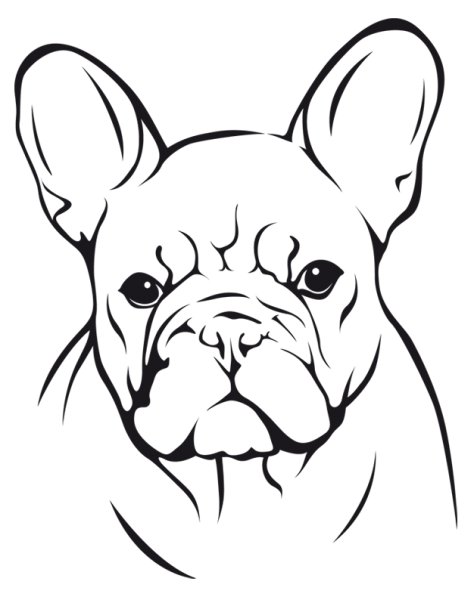 Французский бульдог черно белый сзади