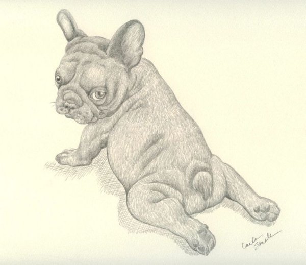 Бульдог карандашом