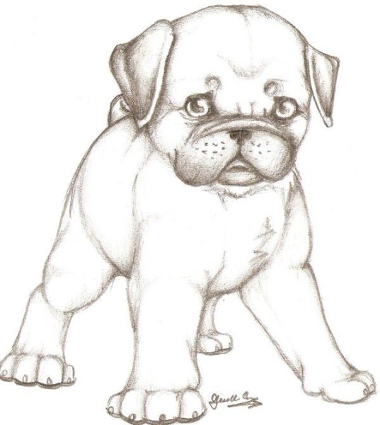 Мопс карандашом