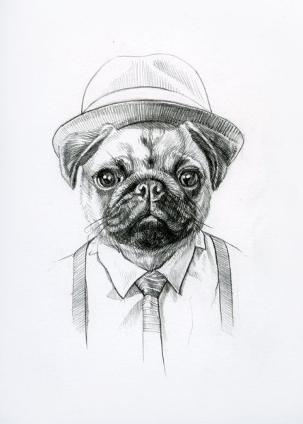 Мопс рисунок для срисовки