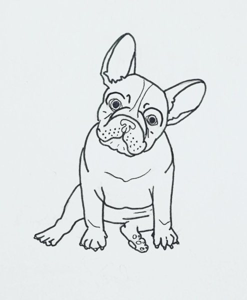 Французский бульдог сбоку иллюстрация