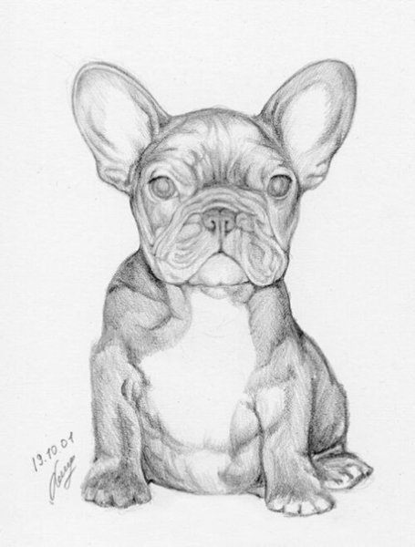 Французский бульдог карандашом