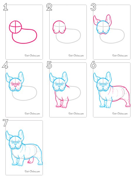Французский бульдог нарисовать легко поэтапно