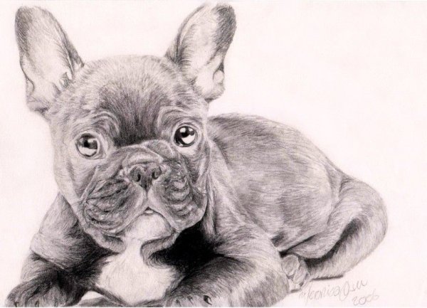 Бульдог карандашом