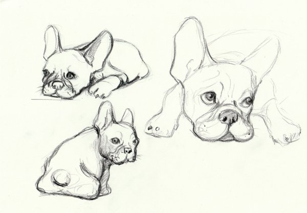 Скетч французский бульдог с боку