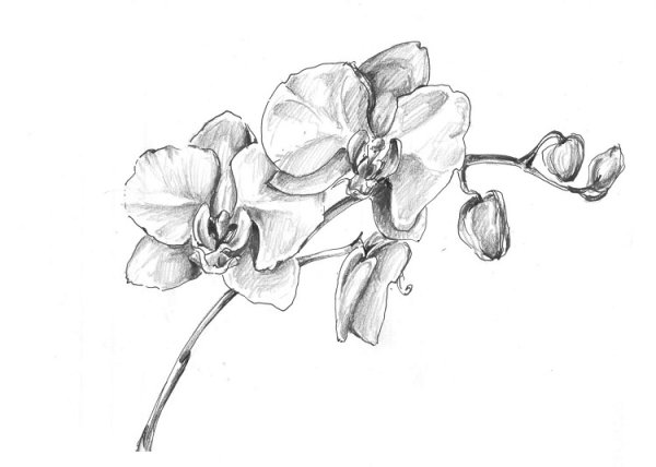 Рисунок орхидеи карандашом для детей