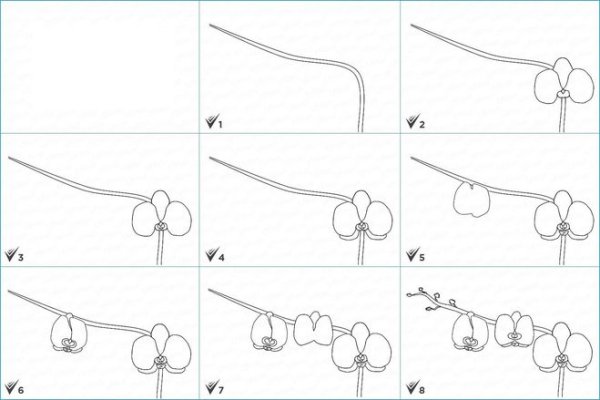 Как рисовать орхидею