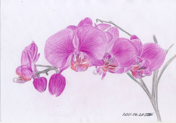 Архидея цветными карандашами