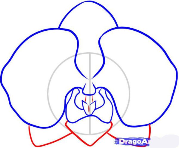 Орхидея рисунок карандашом поэтапно