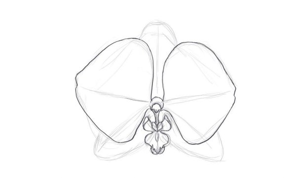 Орхидея поэтапное рисование