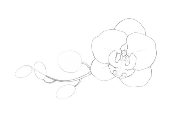 Как нарисовать орхидею карандашом