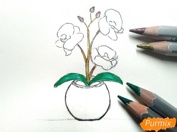 Орхидея карандашом для срисовки в горшке
