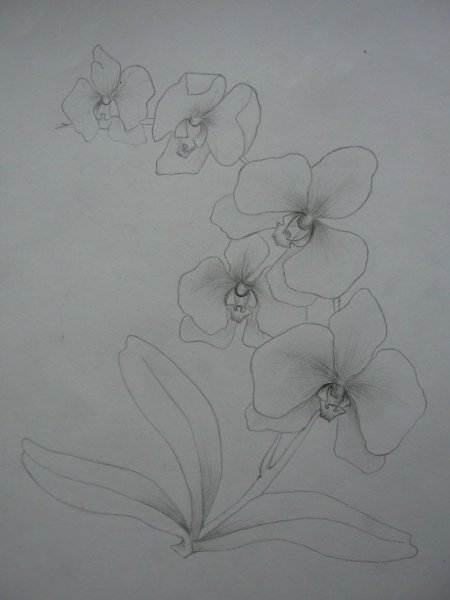 Орхидея поэтапное рисование