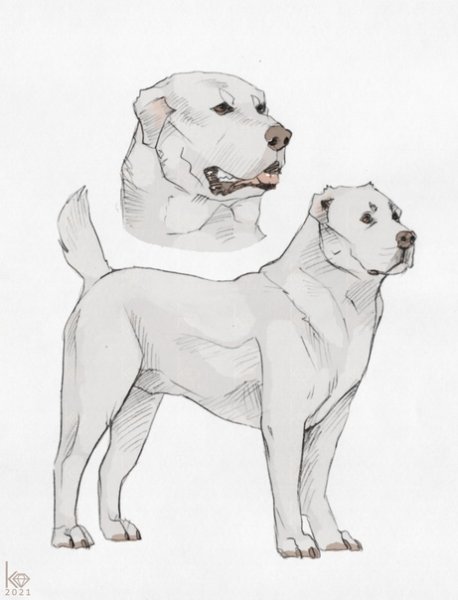 Среднеазиатская овчарка алабай для срисовки