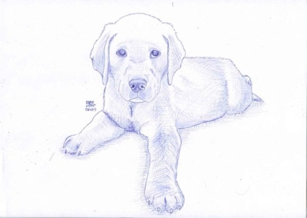 Раскраска собака Кане Корсо