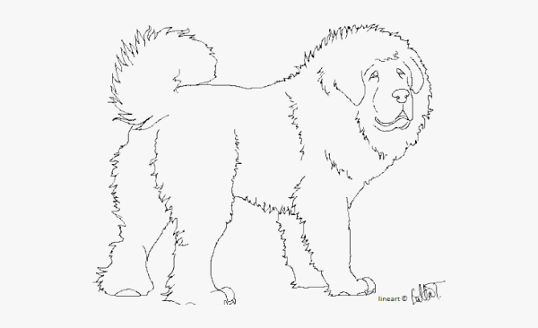 Кавказская овчарка раскраска