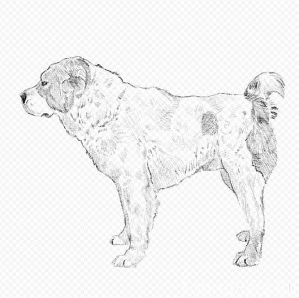 Лабрадор ретривер раскраска