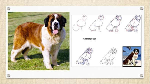 Раскраска собака лабрадор