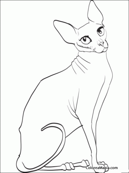 Раскраска сфинкс кошка