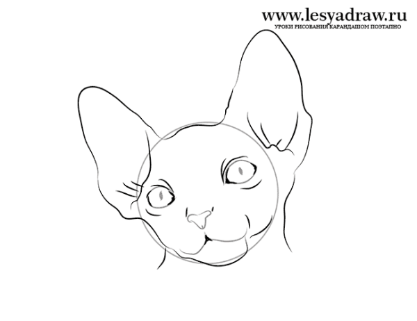 Кот сфинкс рисовать легко