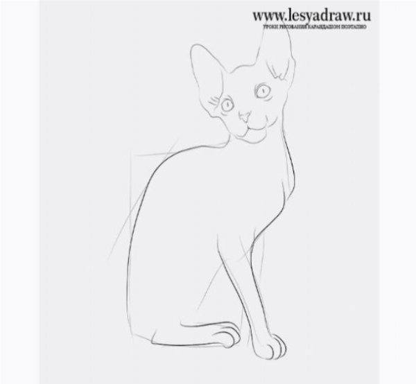 Рисунок кота сфинкса карандашом поэтапно