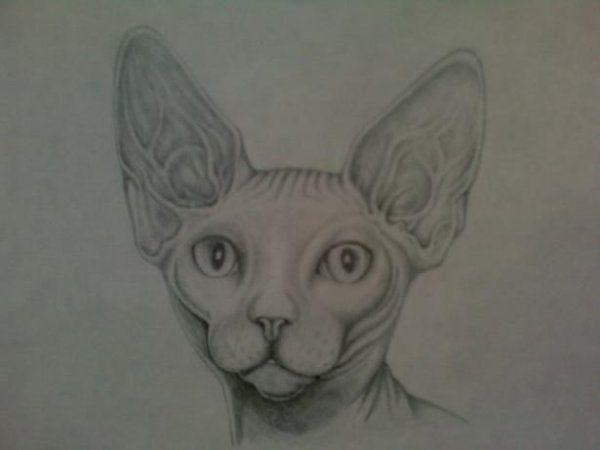 Пошаговое рисование сфинкс