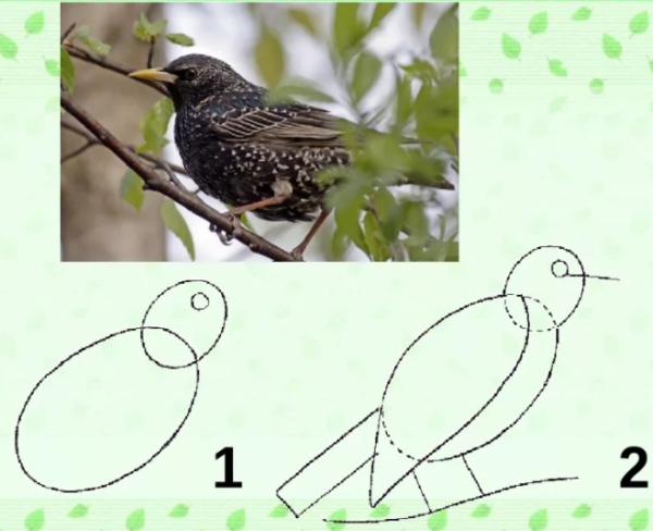 Скворец на ветке рисунок